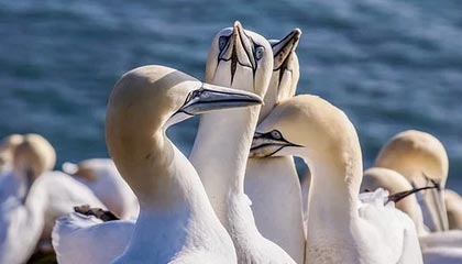 《空洞骑士:丝之歌》DLC将于2026年推出